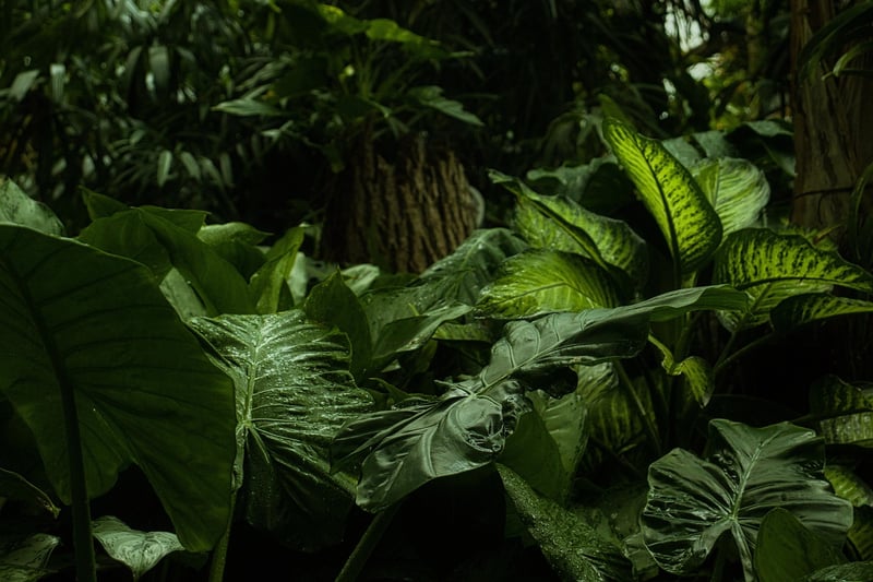 Mystical jungles